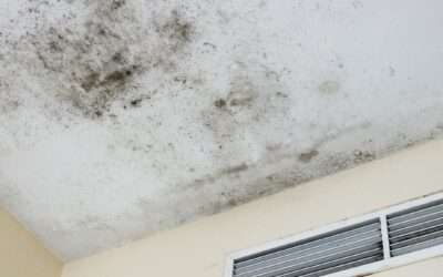 Toxic Mold in Your Property: Who Can You Sue for Compensation?
